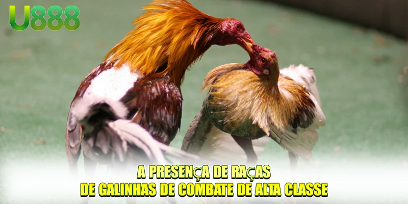 A presença de raças de galinhas de combate de alta classe