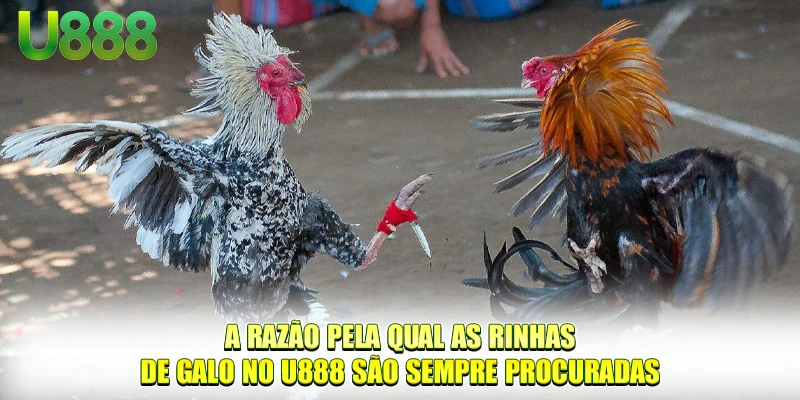 A razão pela qual as rinhas de galo no U888 são sempre procuradas