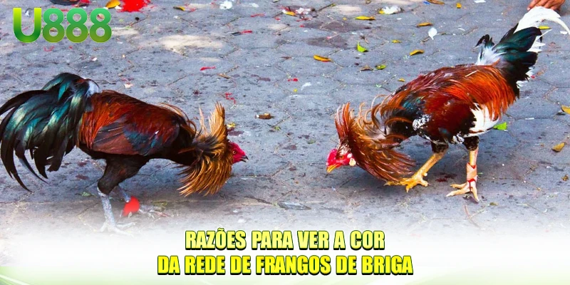 Razões para ver a cor do signo do galo de briga