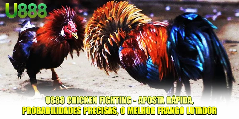 U888 Briga de galos - Aposta rápida, probabilidades precisas, o melhor frango lutador